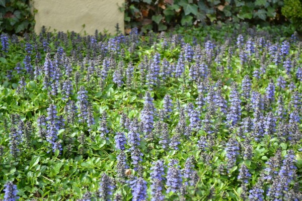 Kruipend zenegroen Ajuga reptans 5-10 Pot P9