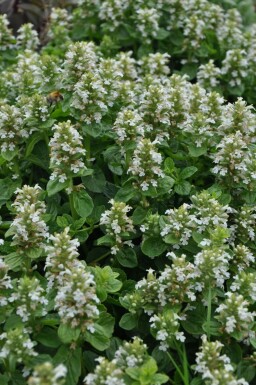 Kruipend zenegroen Ajuga reptans 'Alba' 5-10 Pot P9 Ajuga reptans 'Alba'