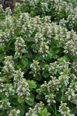 Kruipend zenegroen Ajuga reptans 'Alba' 5-10 Pot P9