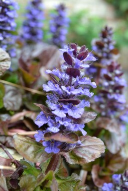 Kruipend zenegroen Ajuga reptans 'Atropurpurea' 5-10 Pot P9