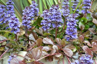 Ajuga reptans 'Atropurpurea'
