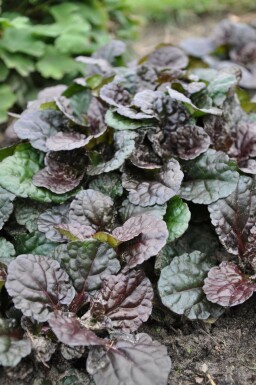 Kruipend zenegroen Ajuga reptans 'Black Scallop' 5-10 Pot P9 Ajuga reptans 'Black Scallop'