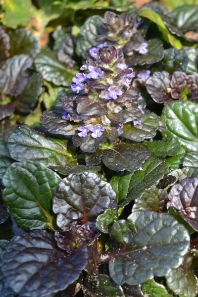 Kruipend zenegroen Ajuga reptans 'Black Scallop' 5-10 Pot P9 Ajuga reptans 'Black Scallop'