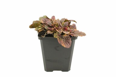 Kruipend zenegroen Ajuga reptans 'Burgundy Glow' 5-10 Pot P9