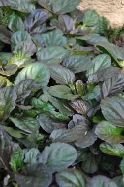 Kruipend zenegroen Ajuga reptans 'Catlin's Giant' 5-10 Pot P9 Ajuga reptans 'Catlin's Giant'