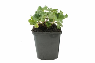 Dwergvrouwenmantel Alchemilla erythropoda 5-10 Pot P9 Alchemilla erythropoda