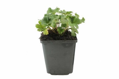 Dwergvrouwenmantel Alchemilla erythropoda 5-10 Pot P9