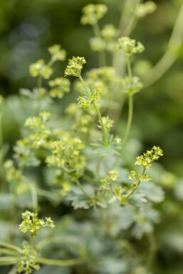 Dwergvrouwenmantel Alchemilla erythropoda 5-10 Pot P9 Alchemilla erythropoda