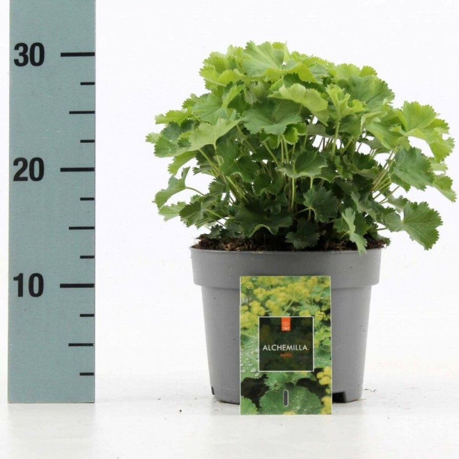 Vrouwenmantel Alchemilla mollis 10-15 Pot C2 Alchemilla mollis