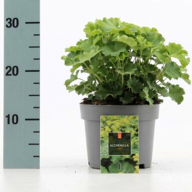 Vrouwenmantel Alchemilla mollis 10-15 Pot C2 Alchemilla mollis