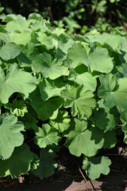 Vrouwenmantel Alchemilla mollis 10-15 Pot C2 Alchemilla mollis