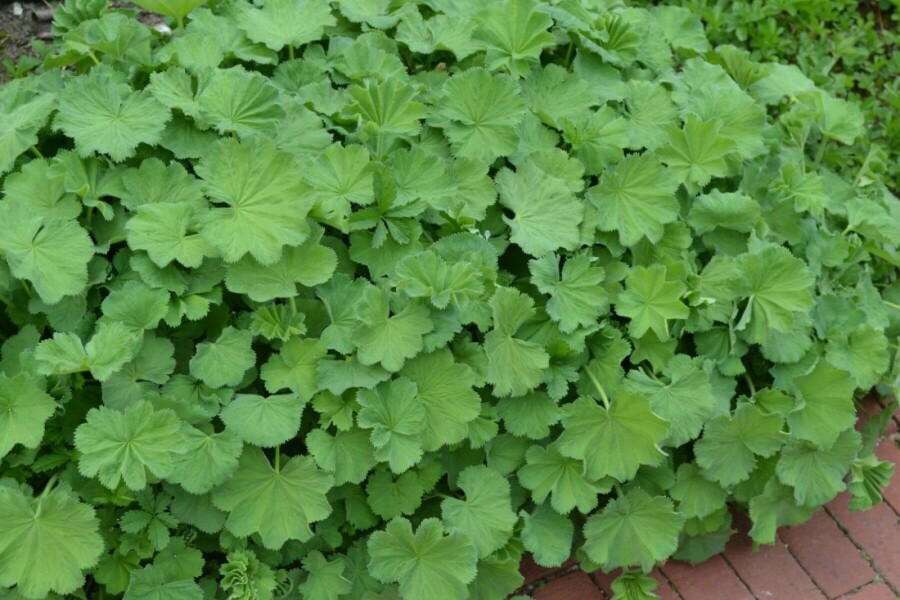 Vrouwenmantel Alchemilla mollis 5-10 Pot P9 Alchemilla mollis