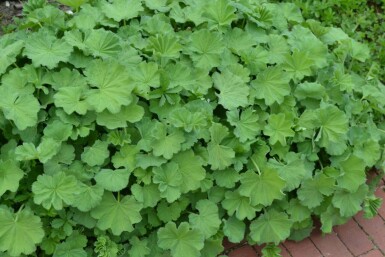 Vrouwenmantel Alchemilla mollis 5-10 Pot P9 Alchemilla mollis