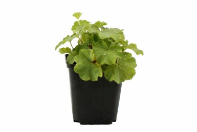 Vrouwenmantel Alchemilla mollis 5-10 Pot P9 Alchemilla mollis