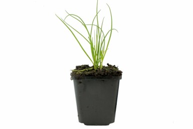 Bieslook Allium schoenoprasum 5-10 Pot P9 Allium schoenoprasum
