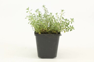 Schildzaad Alyssum montanum 'Berggold' 5-10 Pot P9 Alyssum montanum 'Berggold'