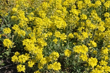 Schildzaad Alyssum montanum 'Berggold' 5-10 Pot P9