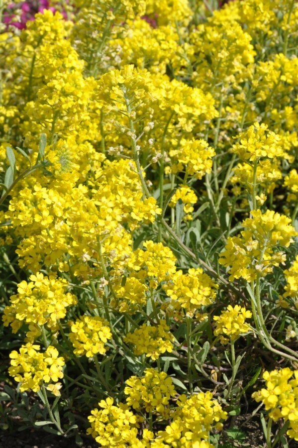Alyssum montanum 'Berggold' Alyssum montanum 'Berggold'