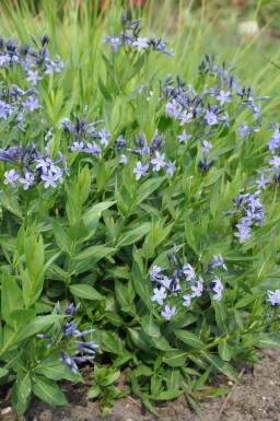 Blauwe ster Amsonia 'Blue Ice' 5-10 Pot P9