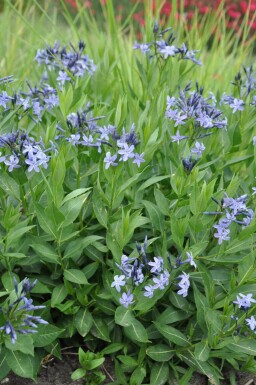 Blauwe ster Amsonia 'Blue Ice' 5-10 Pot P9