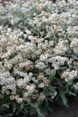 Siberisch edelweiss Anaphalis triplinervis 5-10 Pot P9 Anaphalis triplinervis