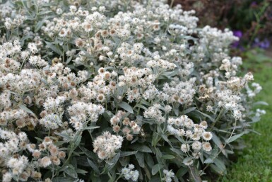 Siberisch edelweiss Anaphalis triplinervis 5-10 Pot P9 Anaphalis triplinervis