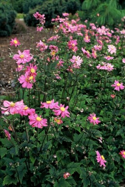 Anemone hupehensis 'Prinz Heinrich'