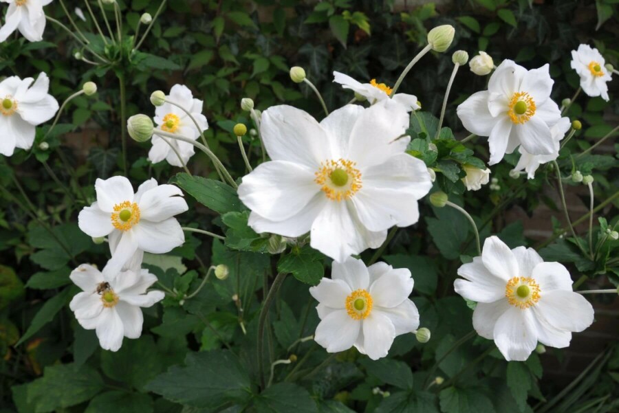 Herfstanemoon Anemone hybrida 'Honorine Jobert' 10-15 Pot C2 Anemone hybrida 'Honorine Jobert'