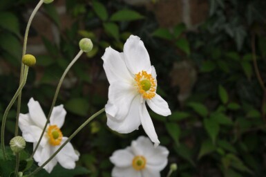 Herfstanemoon Anemone hybrida 'Honorine Jobert' 5-10 Pot P9 Anemone hybrida 'Honorine Jobert'