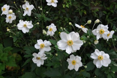 Herfstanemoon Anemone hybrida 'Honorine Jobert' 5-10 Pot P9 Anemone hybrida 'Honorine Jobert'