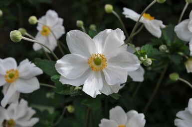Herfstanemoon Anemone hybrida 'Honorine Jobert' 5-10 Pot P9 Anemone hybrida 'Honorine Jobert'
