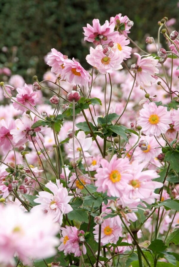 Anemone hybrida 'Königin Charlotte' Anemone hybrida 'Königin Charlotte'