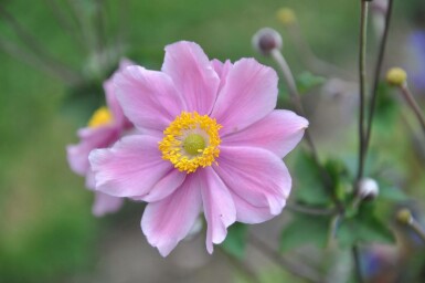 Herfstanemoon Anemone hybrida 'Serenade' 5-10 Pot P9