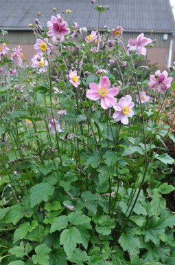 Herfstanemoon Anemone hybrida 'Serenade' 5-10 Pot P9 Anemone hybrida 'Serenade'