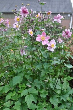 Herfstanemoon Anemone hybrida 'Serenade' 5-10 Pot P9