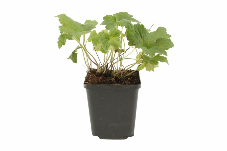 Herfstanemoon Anemone hybrida 'Whirlwind' 5-10 Pot P9 Anemone hybrida 'Whirlwind'