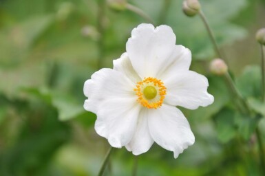 Herfstanemoon Anemone hybrida 'Whirlwind' 5-10 Pot P9 Anemone hybrida 'Whirlwind'