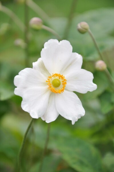 Herfstanemoon Anemone hybrida 'Whirlwind' 5-10 Pot P9 Anemone hybrida 'Whirlwind'