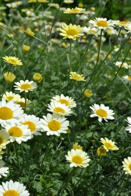 Gele kamille Anthemis hybrida 'Sauce Hollandaise' 5-10 Pot P9 Anthemis hybrida 'Sauce Hollandaise'