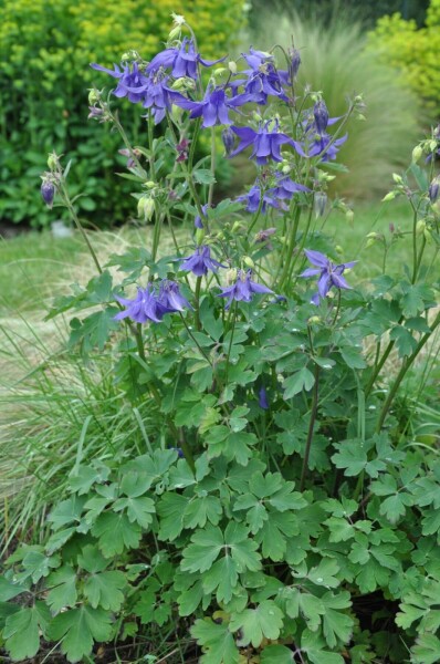 Alpenakelei Aquilegia alpina 5-10 Pot P9