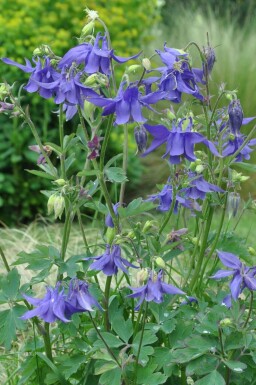 Alpenakelei Aquilegia alpina 5-10 Pot P9 Aquilegia alpina