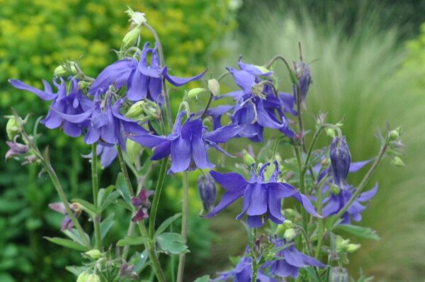Alpenakelei Aquilegia alpina 5-10 Pot P9