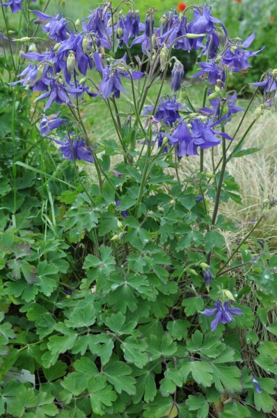 Alpenakelei Aquilegia alpina 5-10 Pot P9