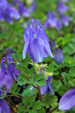 Akelei Aquilegia flabellata 'Ministar' 5-10 Pot P9 Aquilegia flabellata 'Ministar'