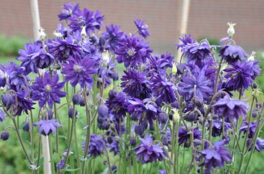 Akelei Aquilegia vulgaris 'Black Barlow' 5-10 Pot P9