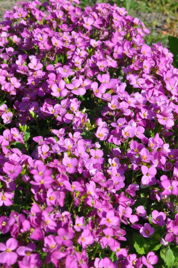 Arabis caucasica 'Pinkie' Arabis caucasica 'Pinkie'