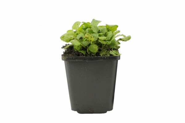 Rijstebrij Arabis caucasica 'Pinkie' 5-10 Pot P9