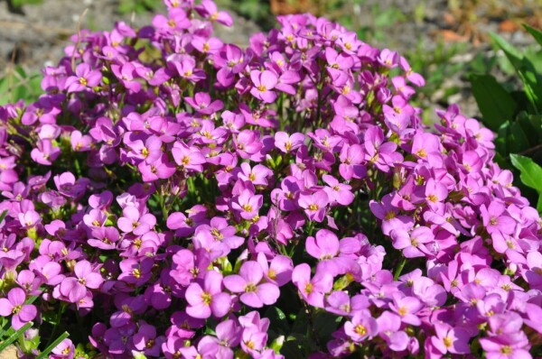 Rijstebrij Arabis caucasica 'Pinkie' 5-10 Pot P9