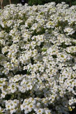 Randjesbloem Arabis caucasica 'Snowcap' 5-10 Pot P9 Arabis caucasica 'Snowcap'