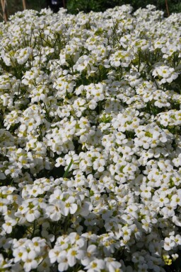 Randjesbloem Arabis caucasica 'Snowcap' 5-10 Pot P9